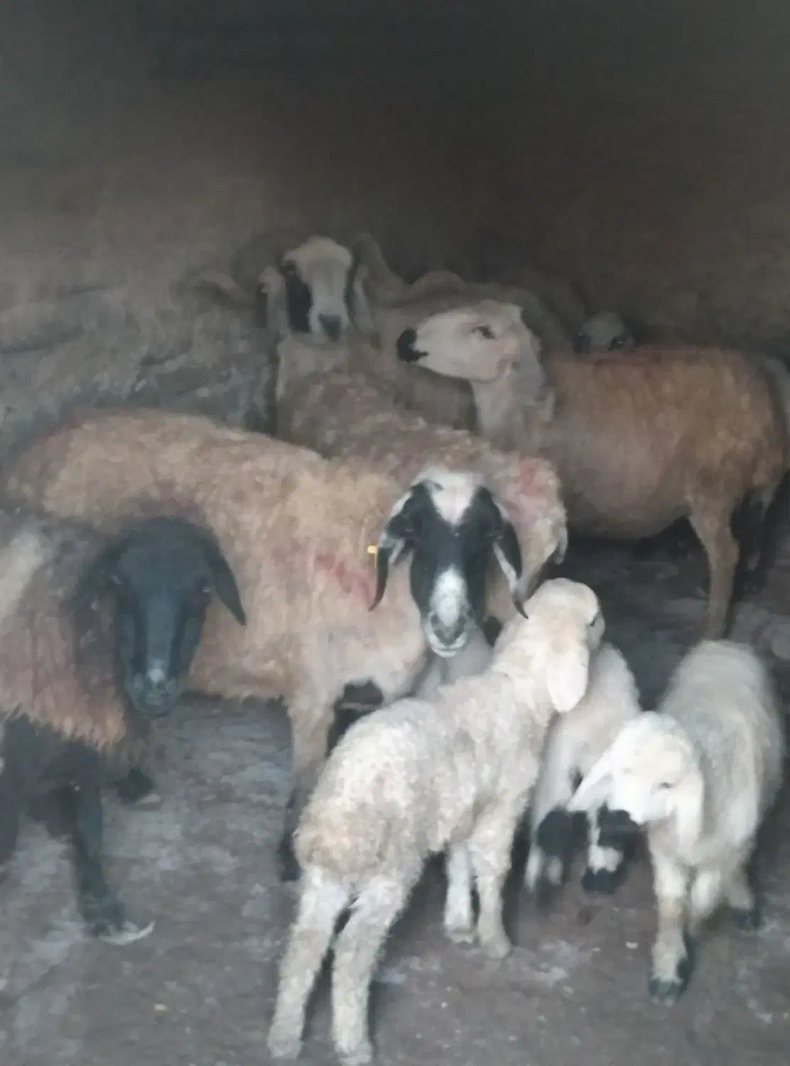 میش زاییده بره‌دار دونه ۱۲ و ۶۰۰ بردسیر|حیوانات مزرعه|کرمان, |دیوار