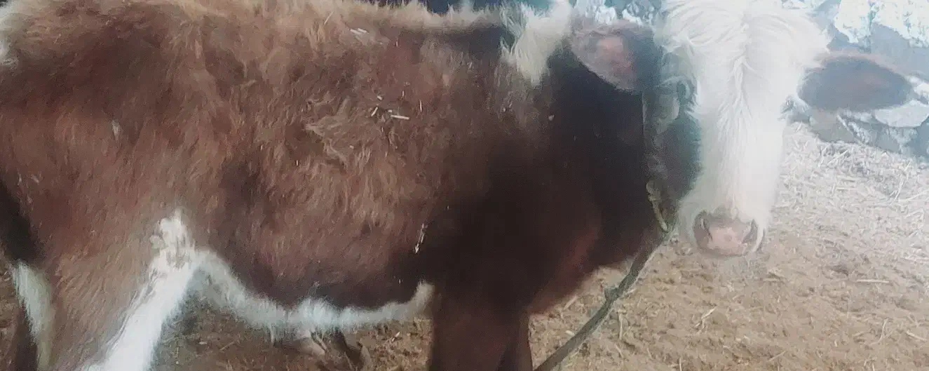 گوساله گاو نر سیمینتال|حیوانات مزرعه|اهواز, اسماعیلیه|دیوار