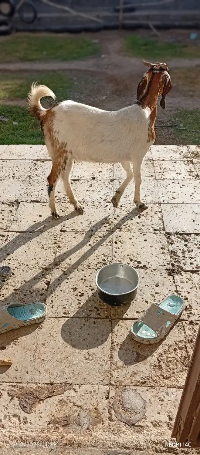 گتاچ مری آبستن|حیوانات مزرعه|ایرانشهر, |دیوار