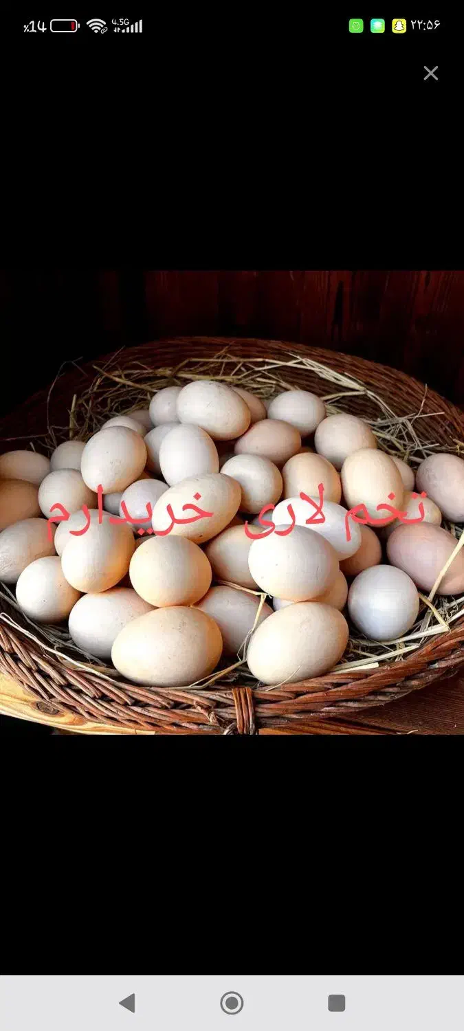 تخم لاری|حیوانات مزرعه|دینور, |دیوار