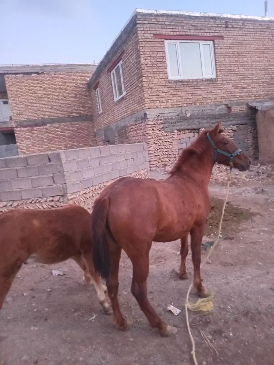 اسب ماده|اسب و تجهیزات اسبسواری|دهگلان, |دیوار