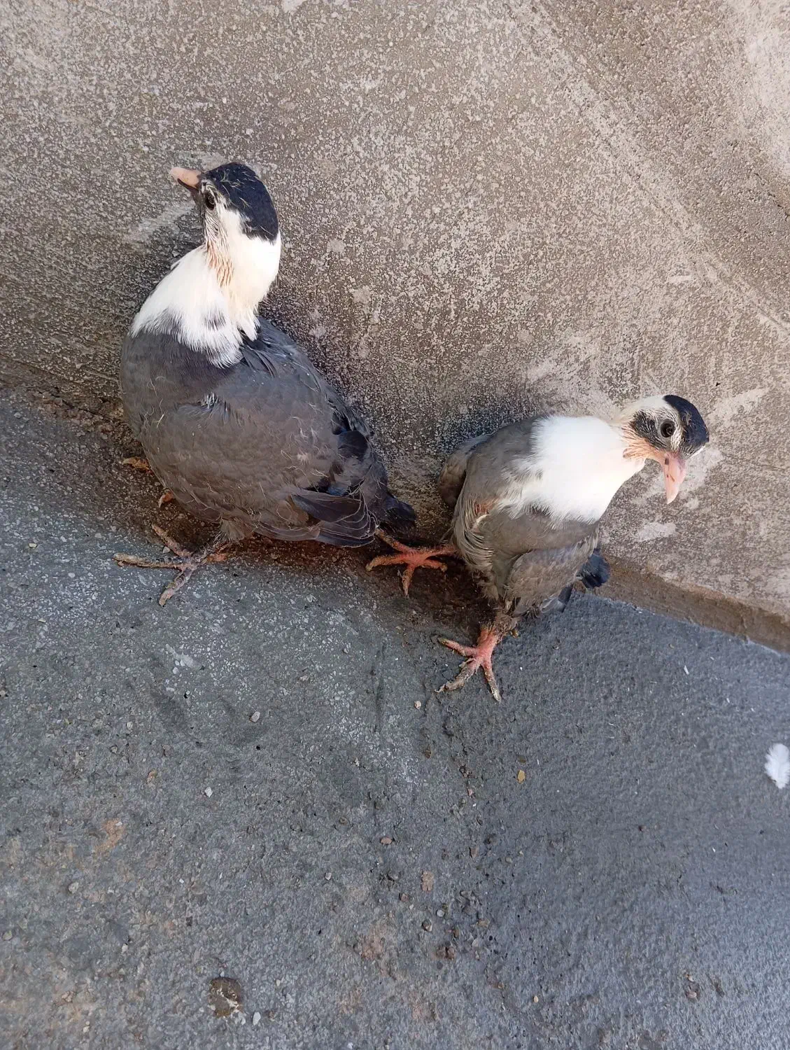 کبوتر سنگین وزن|پرنده|جره و بالاده, |دیوار