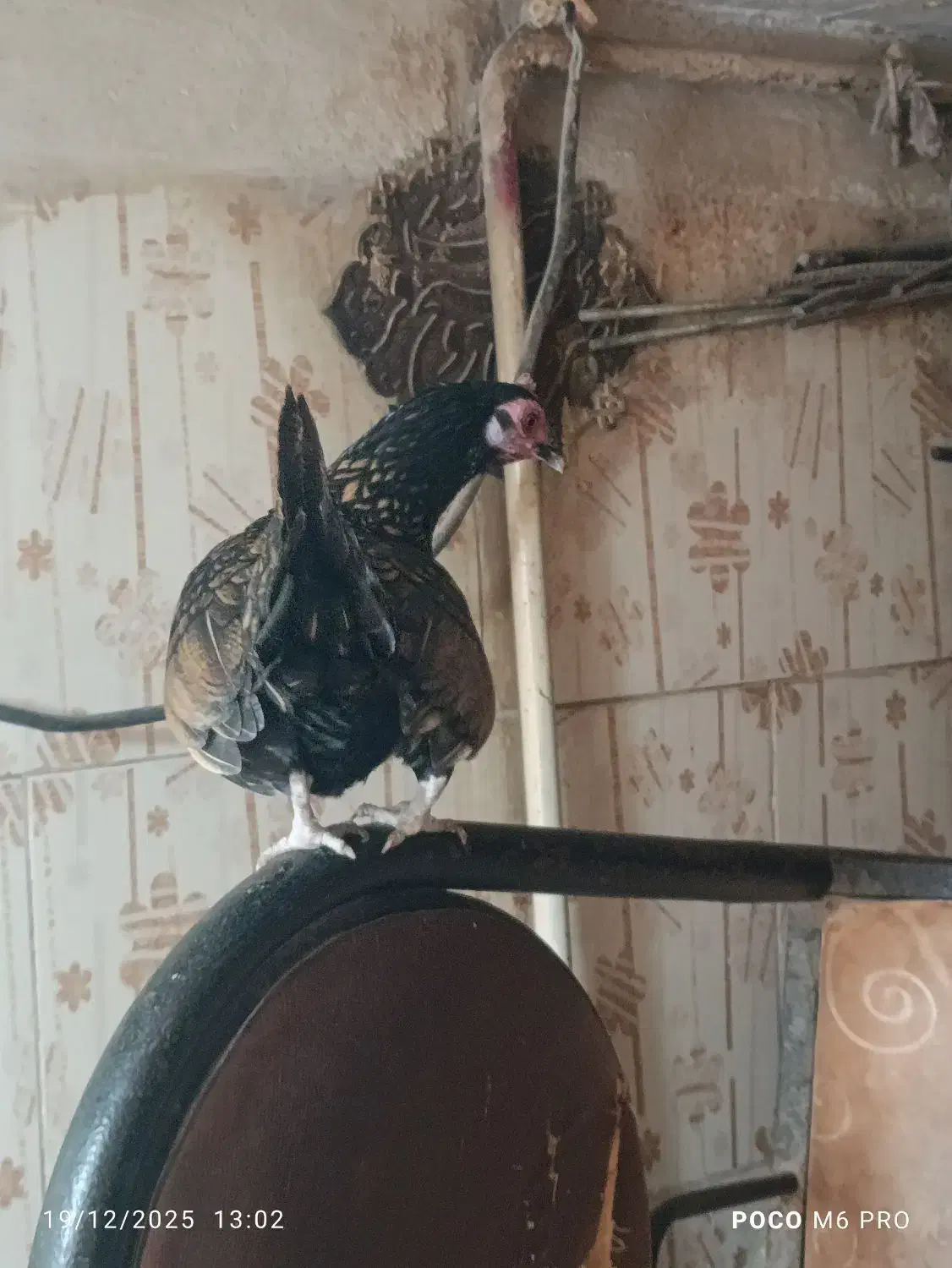 جوجه مرغ خروس سیبرایت زینتی|حیوانات مزرعه|کرمانشاه, |دیوار