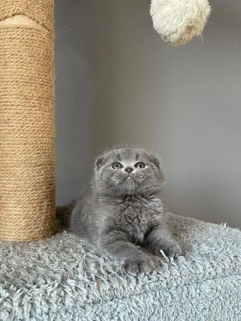 اصیل ترین گربه ها|گربه|جم, |دیوار