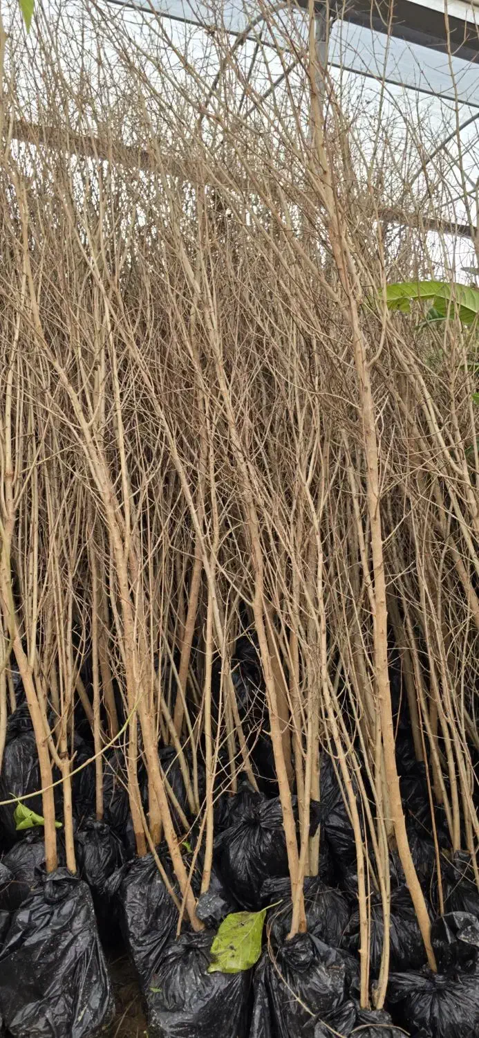 نهال‌های سالم انار برای کاشت|خدمات باغبانی و درختکاری|اصفهان, خواجو|دیوار