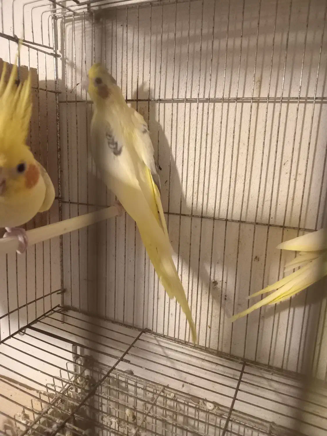 خال پروانه ای|پرنده|تهران, ائمه اطهار|دیوار