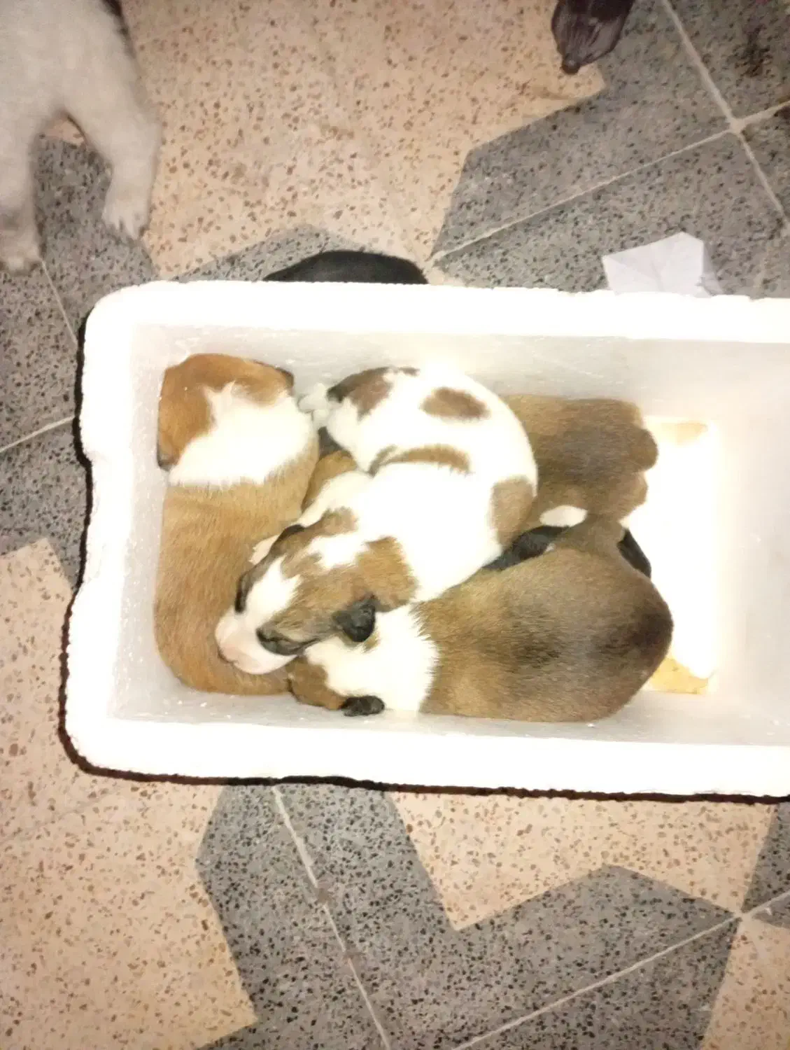 واگزاری رایگان توله|سگ|بهبهان, |دیوار