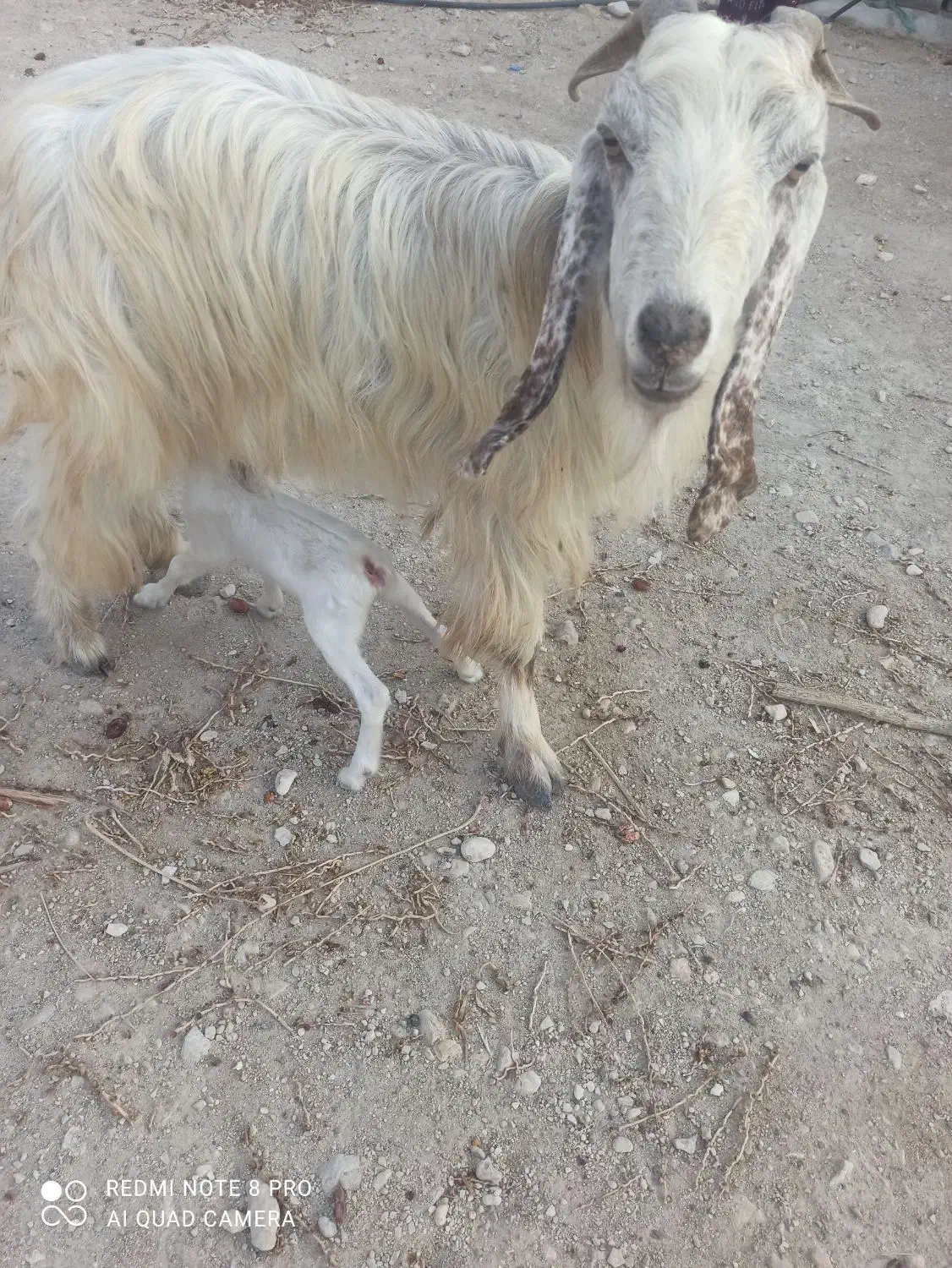 بز دوقلو زا|حیوانات مزرعه|خورموج, |دیوار