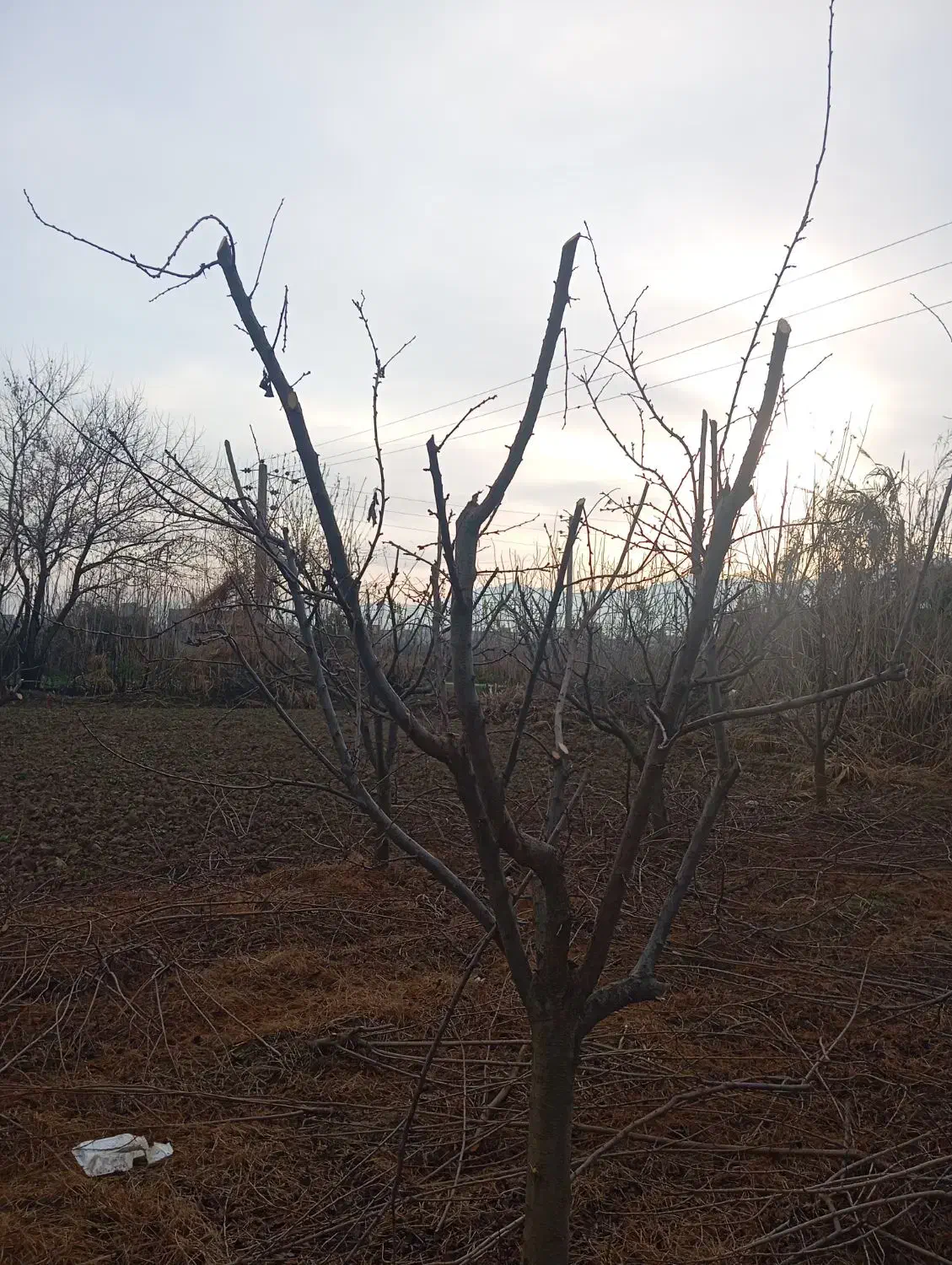 هرس و اصلاح باغ|خدمات باغبانی و درختکاری|خان ببین, |دیوار