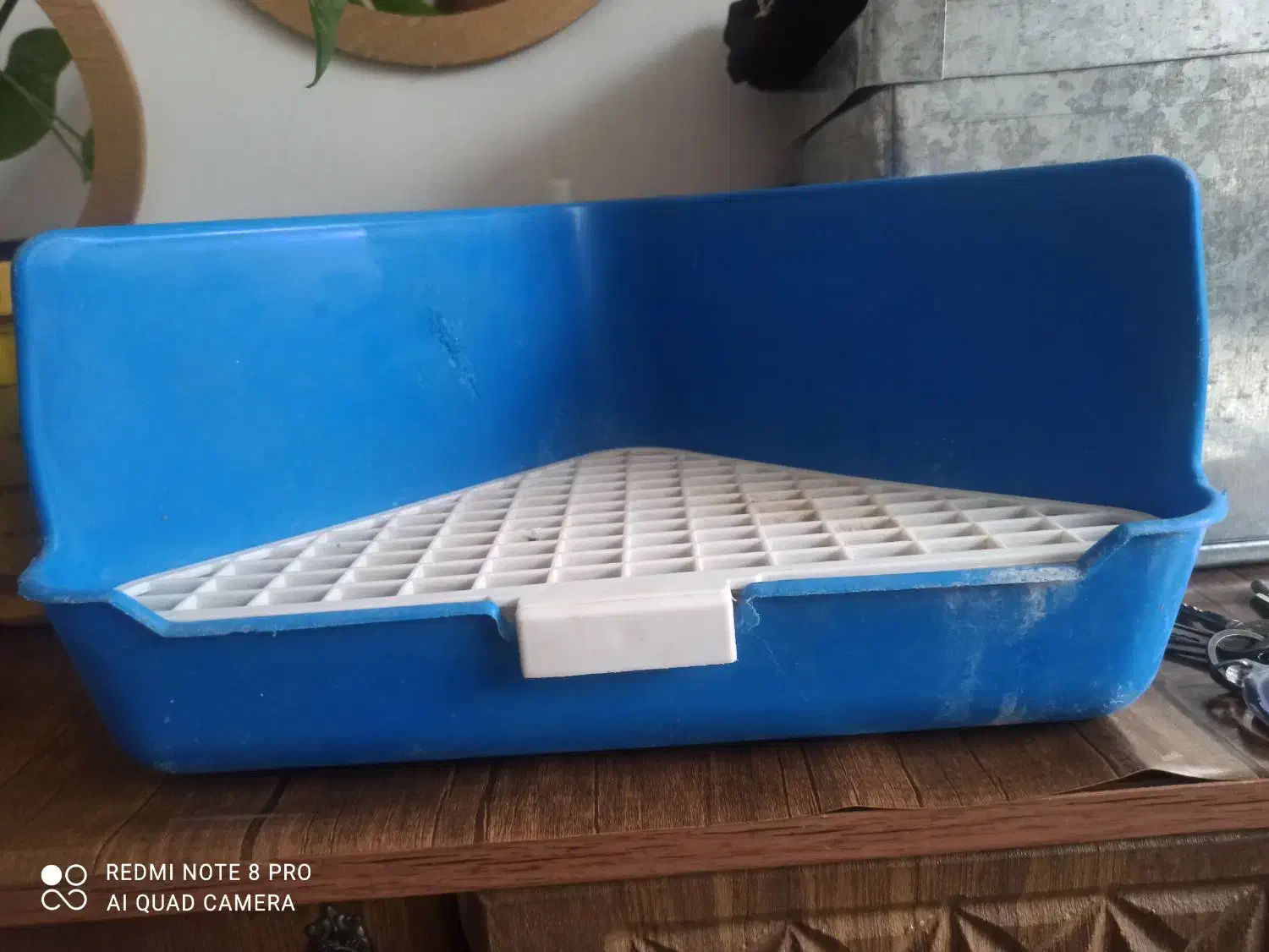 ظرف دستشویی خرگوش|لوازم جانبی حیوانات|کرمانشاه, |دیوار