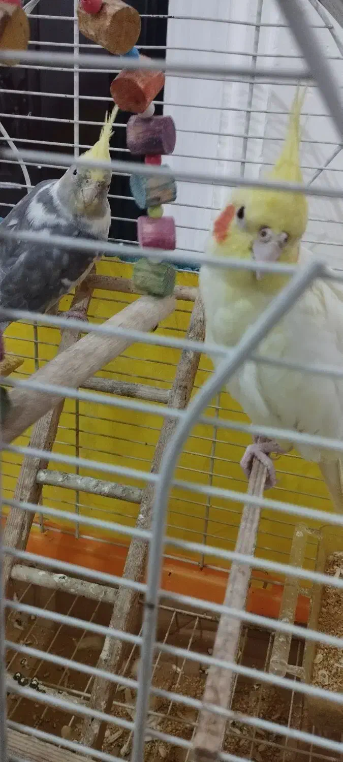 یک جفت عروس هلندی( نر و ماده )|پرنده|رشت, دیانتی|دیوار