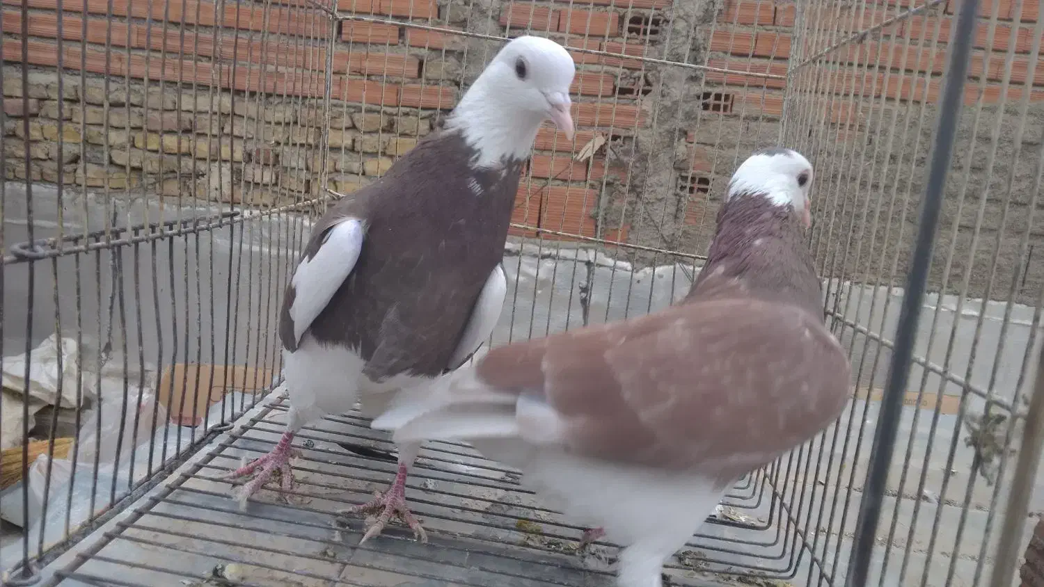 کبوتر حدود۳۰تا یجا کبوترا فوق العاده هستن|پرنده|بومهن, |دیوار