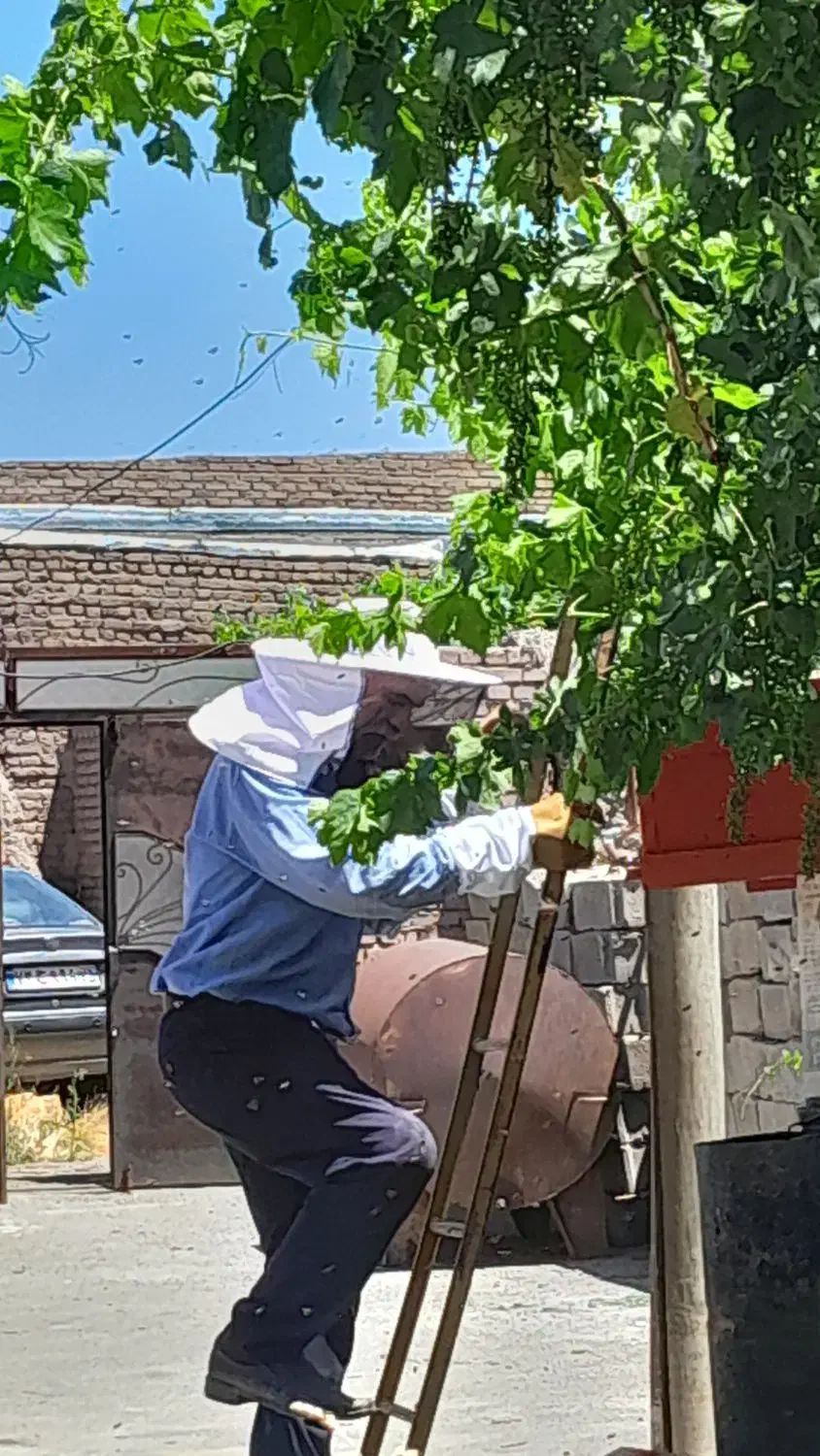 کندو با زنبور|حیوانات مزرعه|کشکسرای, |دیوار
