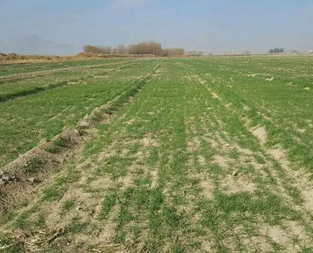 زمین باغ شهری 1500 متری قادرآباد|فروش زمین و ملک کلنگی|مشهد مرغاب, |دیوار