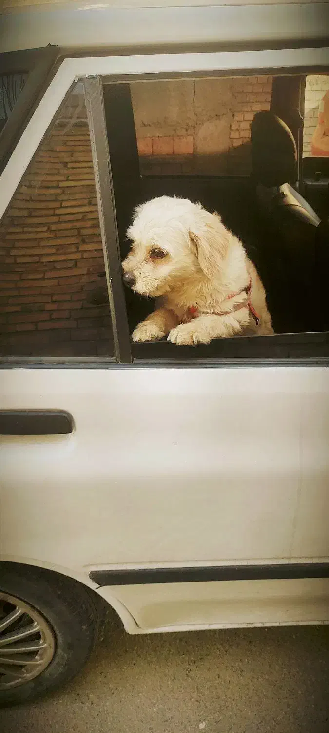 سگ پاکوتاه پشمالو|سگ|مینودشت, |دیوار