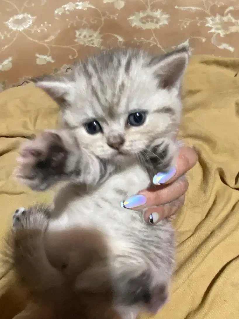 توله اسکاتیش و بیریتیش وارداتی|گربه|آمل, |دیوار