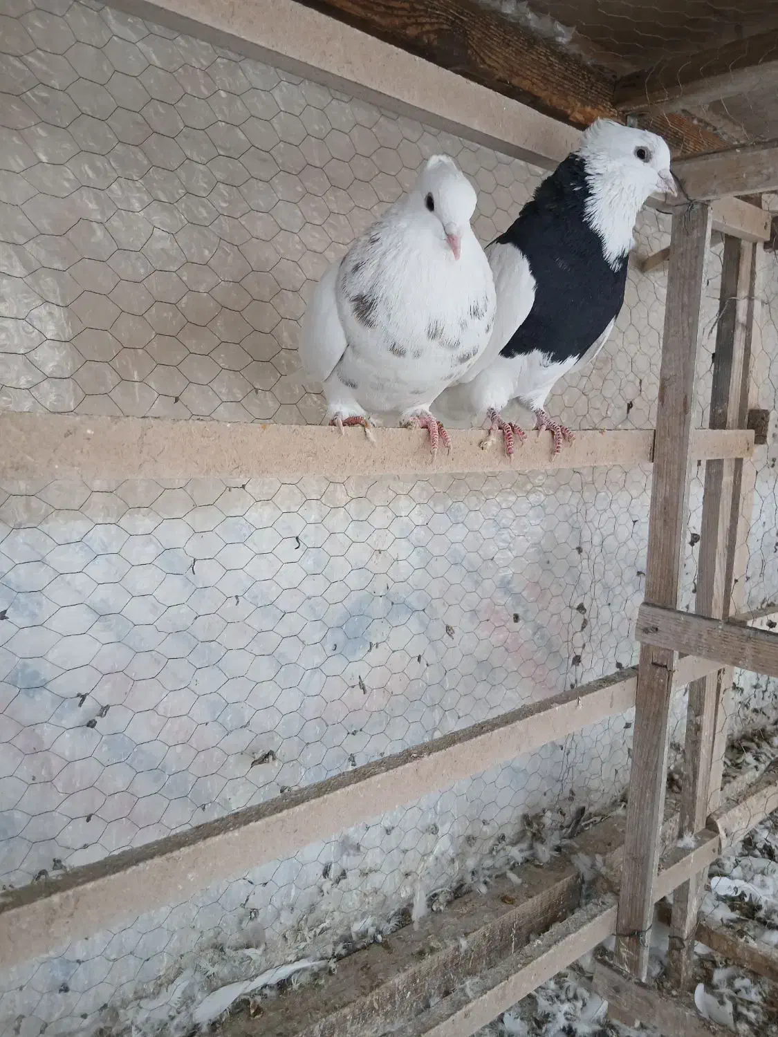 طوقی|پرنده|تهران, خانی‌آباد|دیوار