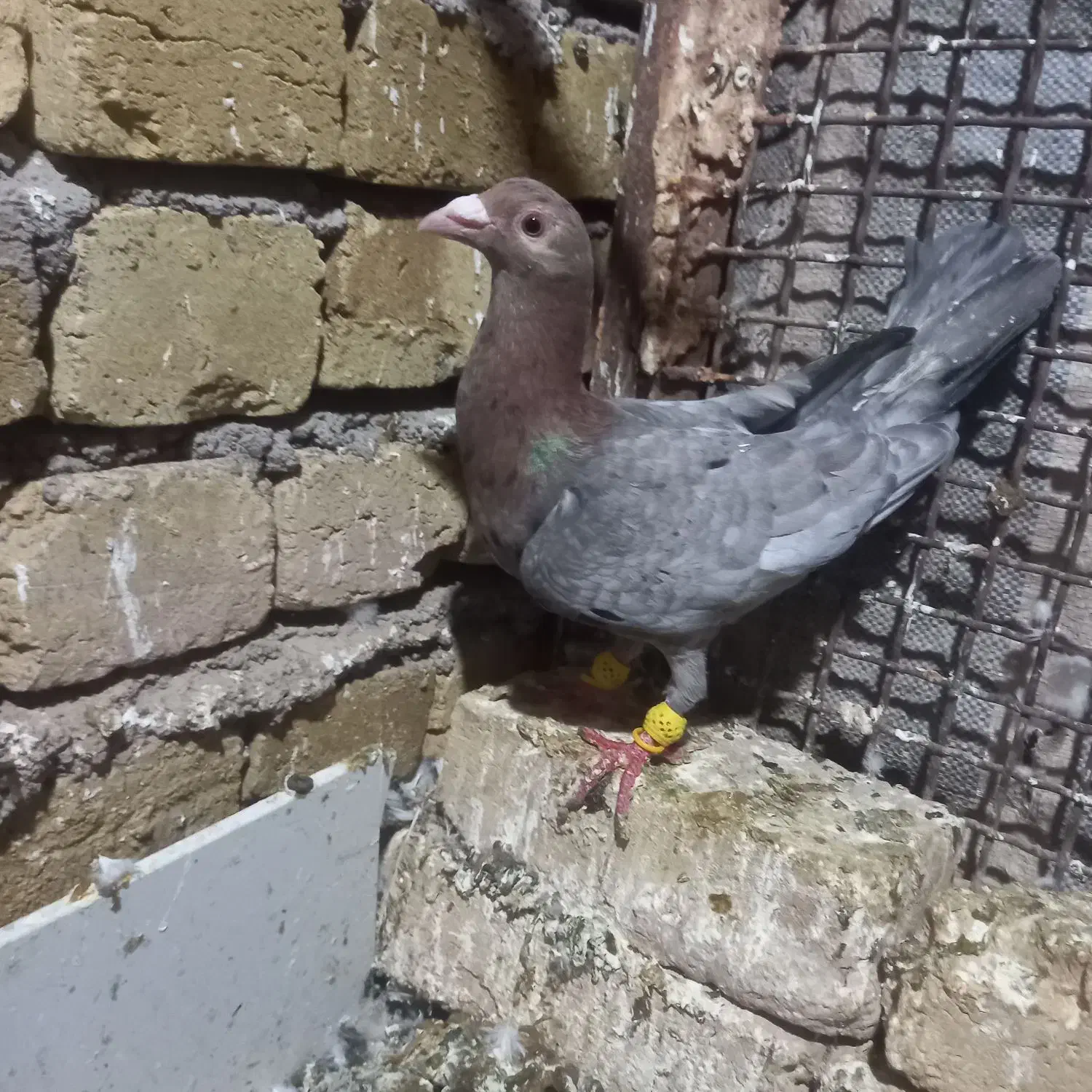 هفرنگ نر|پرنده|تاکستان, |دیوار