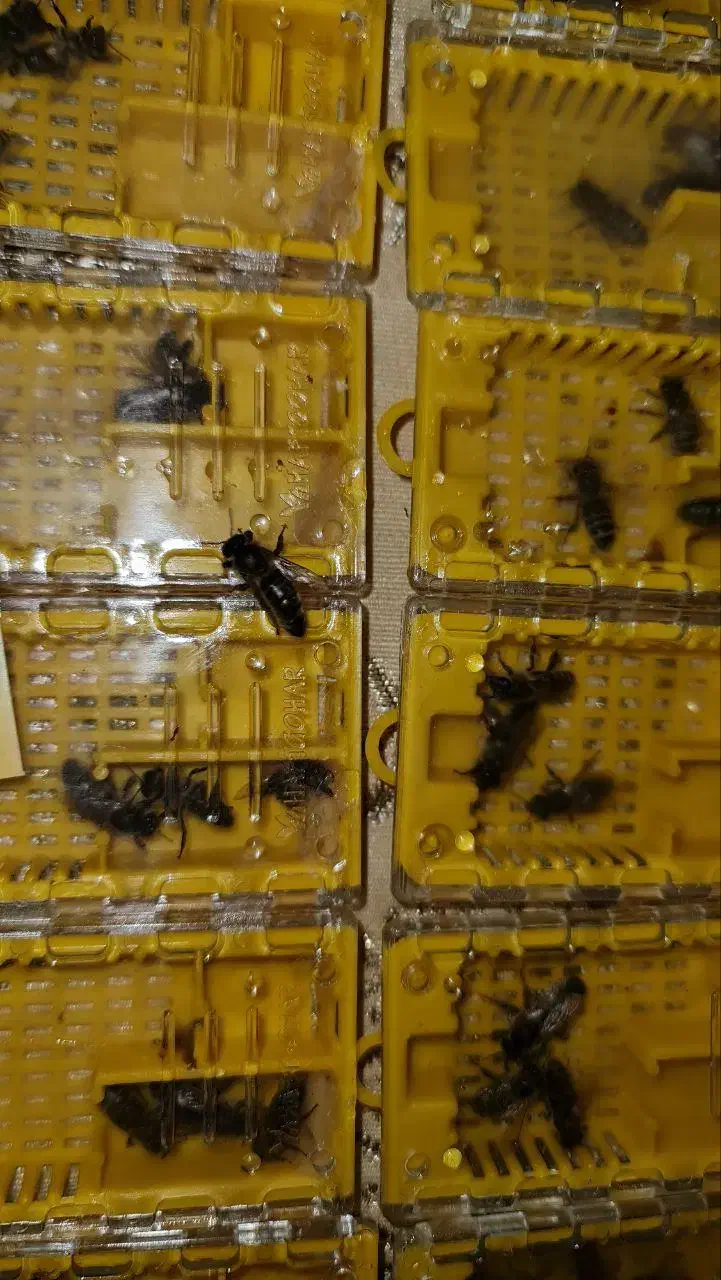 فروش کلونی و کندوی زنبور عسل وانواع ملکه|حیوانات مزرعه|تهران, والفجر (افسریه)|دیوار