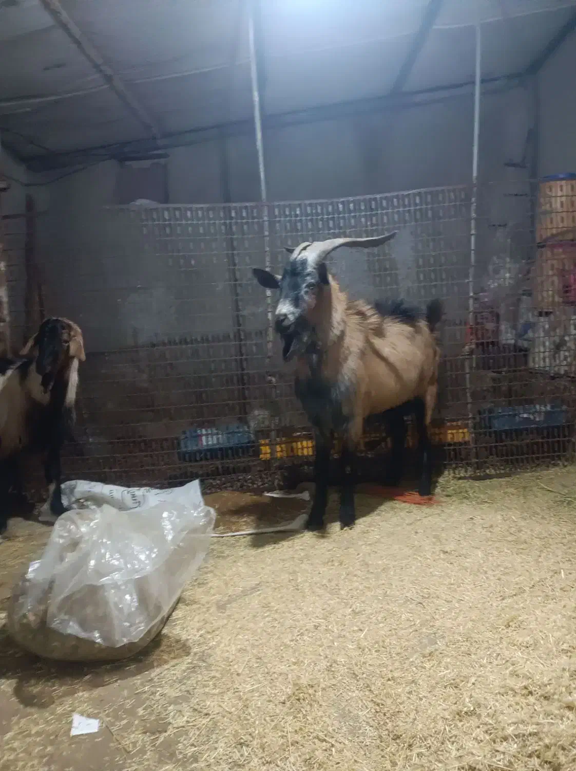 بره ماده بزنرآلپاین معاوضه|حیوانات مزرعه|همدان, |دیوار