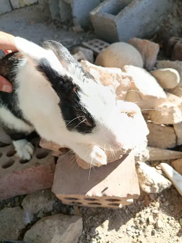 خرگوش فروشی|موش و خرگوش|جیرفت, |دیوار