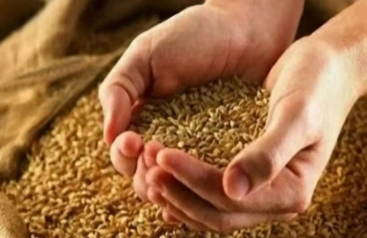 گندم بذری میهن|گل و گیاه طبیعی|آشخانه, |دیوار