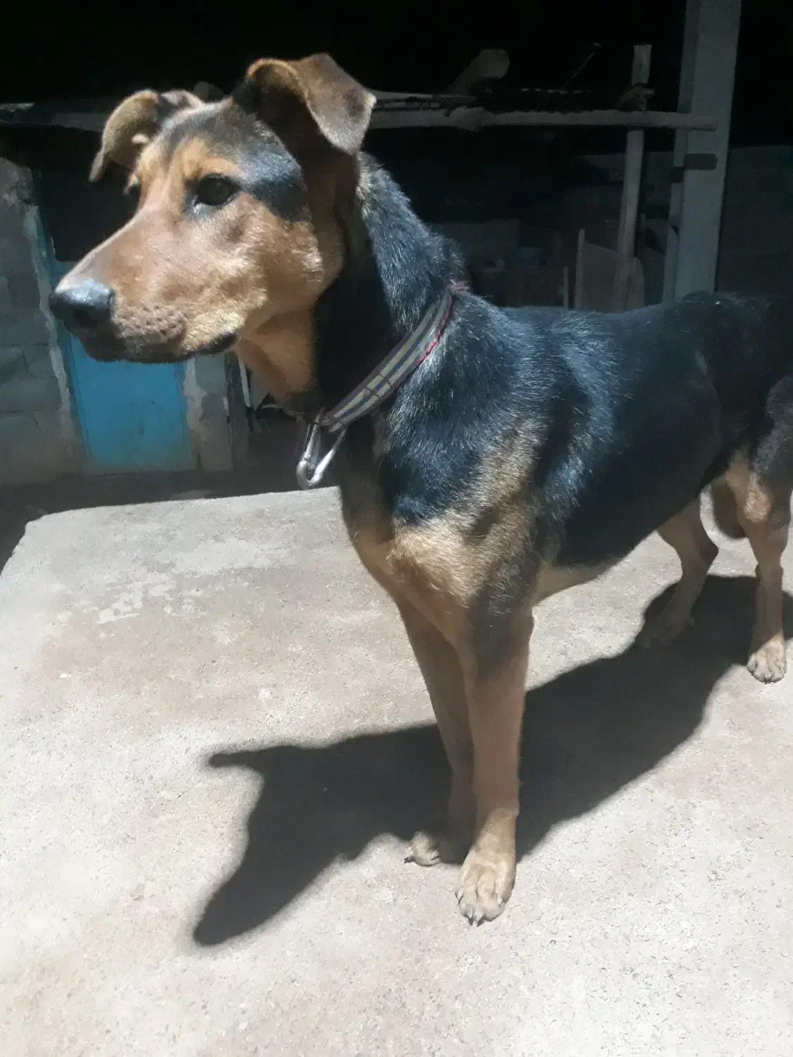 رکسی|سگ|کوزران, |دیوار