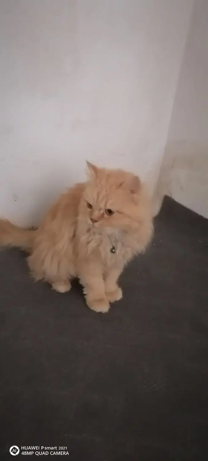 گربه پرشین|گربه|مشهد, حضرت حجت|دیوار