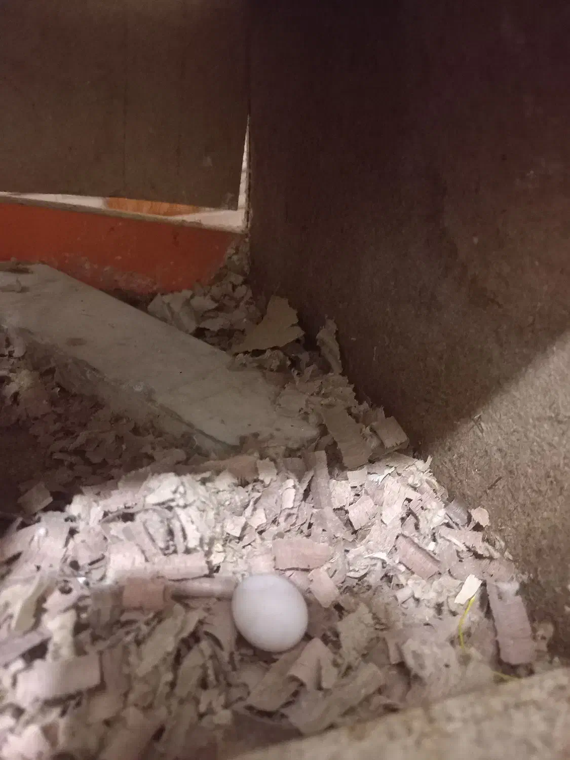 عروس هلندی جفت۱۲۵۰|پرنده|کردکوی, |دیوار