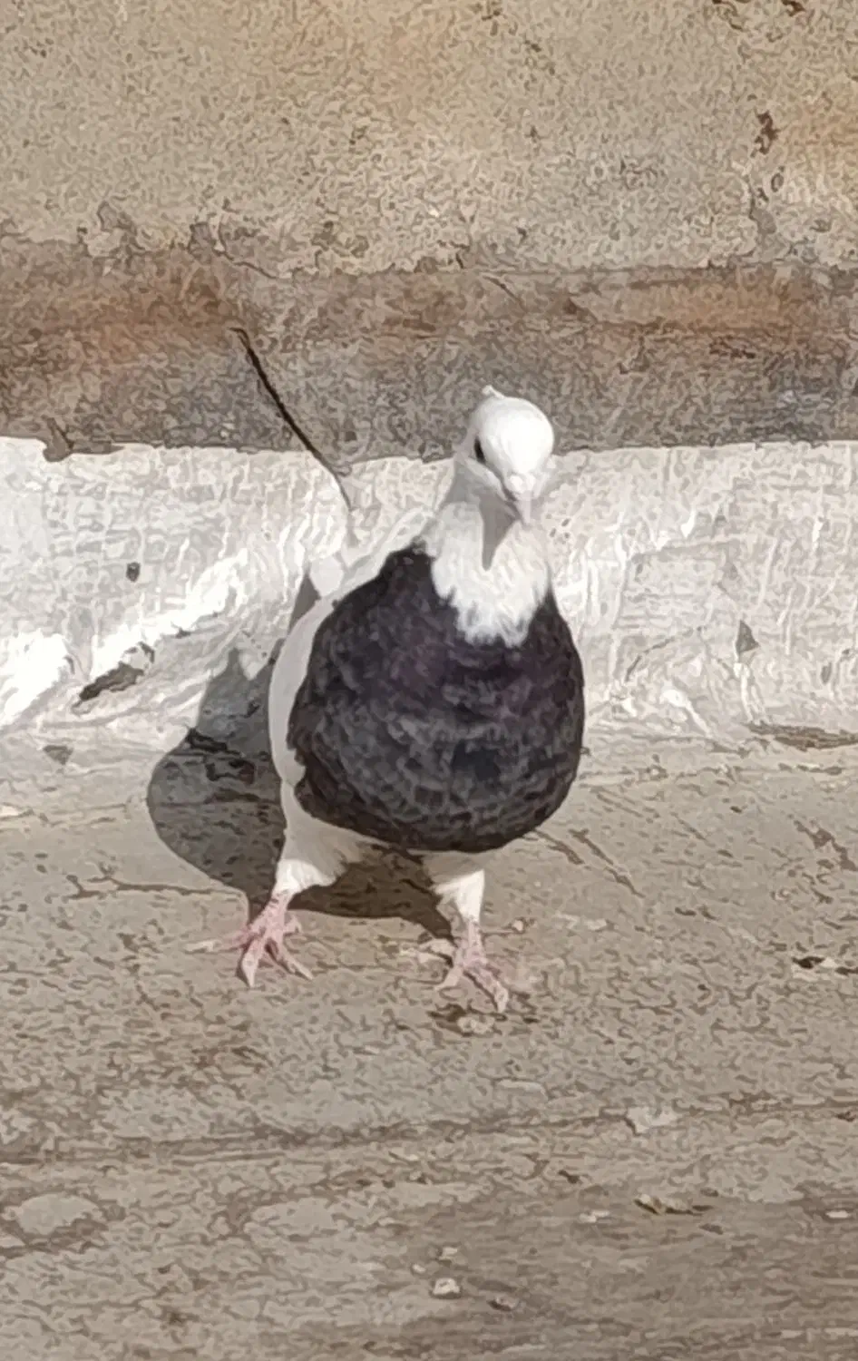 کبوتر|پرنده|کرمانشاه, |دیوار