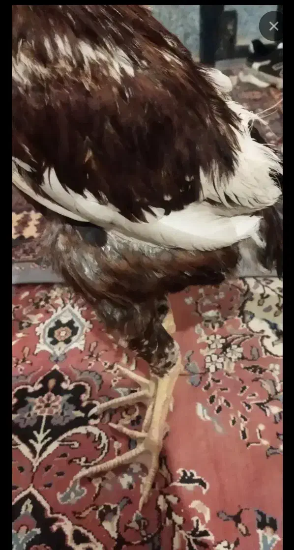 جوجه خروس لاری دو رگ|حیوانات مزرعه|چابهار, |دیوار