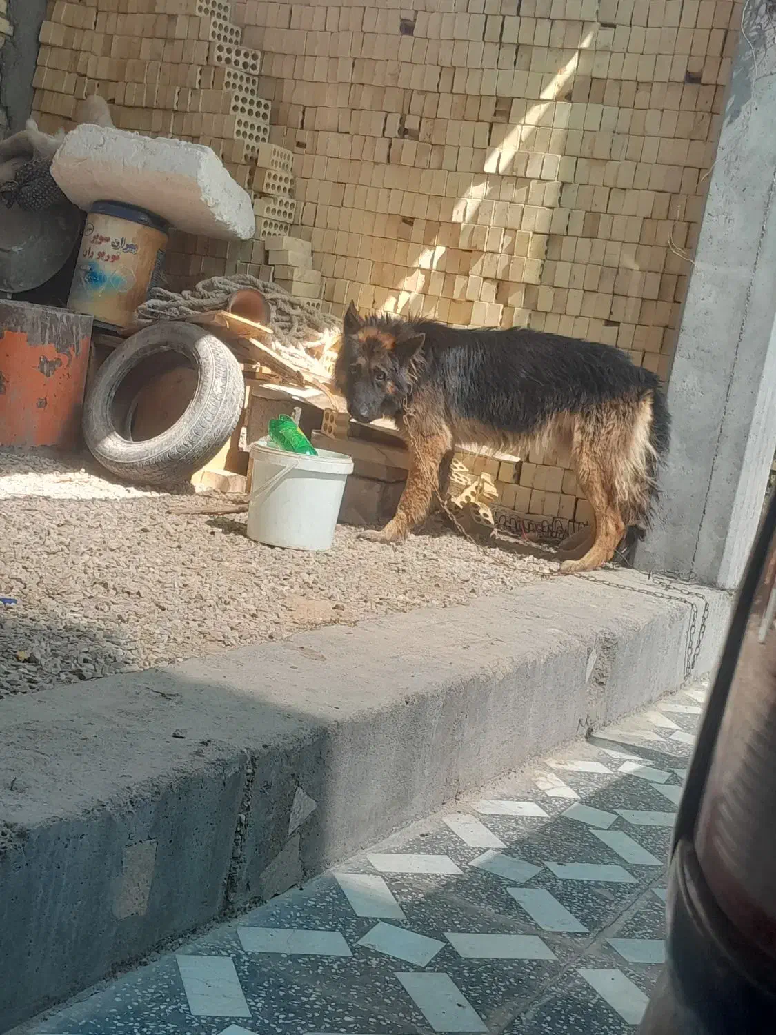 ژرمن|سگ|شوشتر, |دیوار