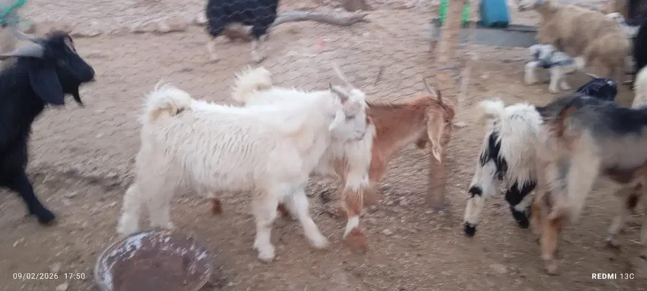 کهره نر و ماده|حیوانات مزرعه|مرودشت, رامجرد یک|دیوار