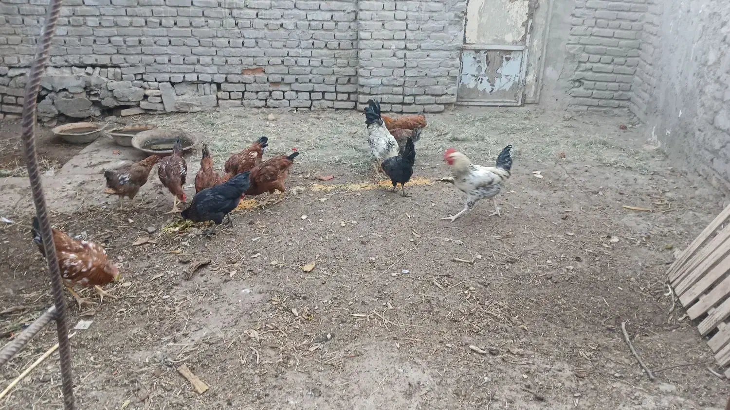 مرغ و خروس|حیوانات مزرعه|سبزوار, ابارش|دیوار