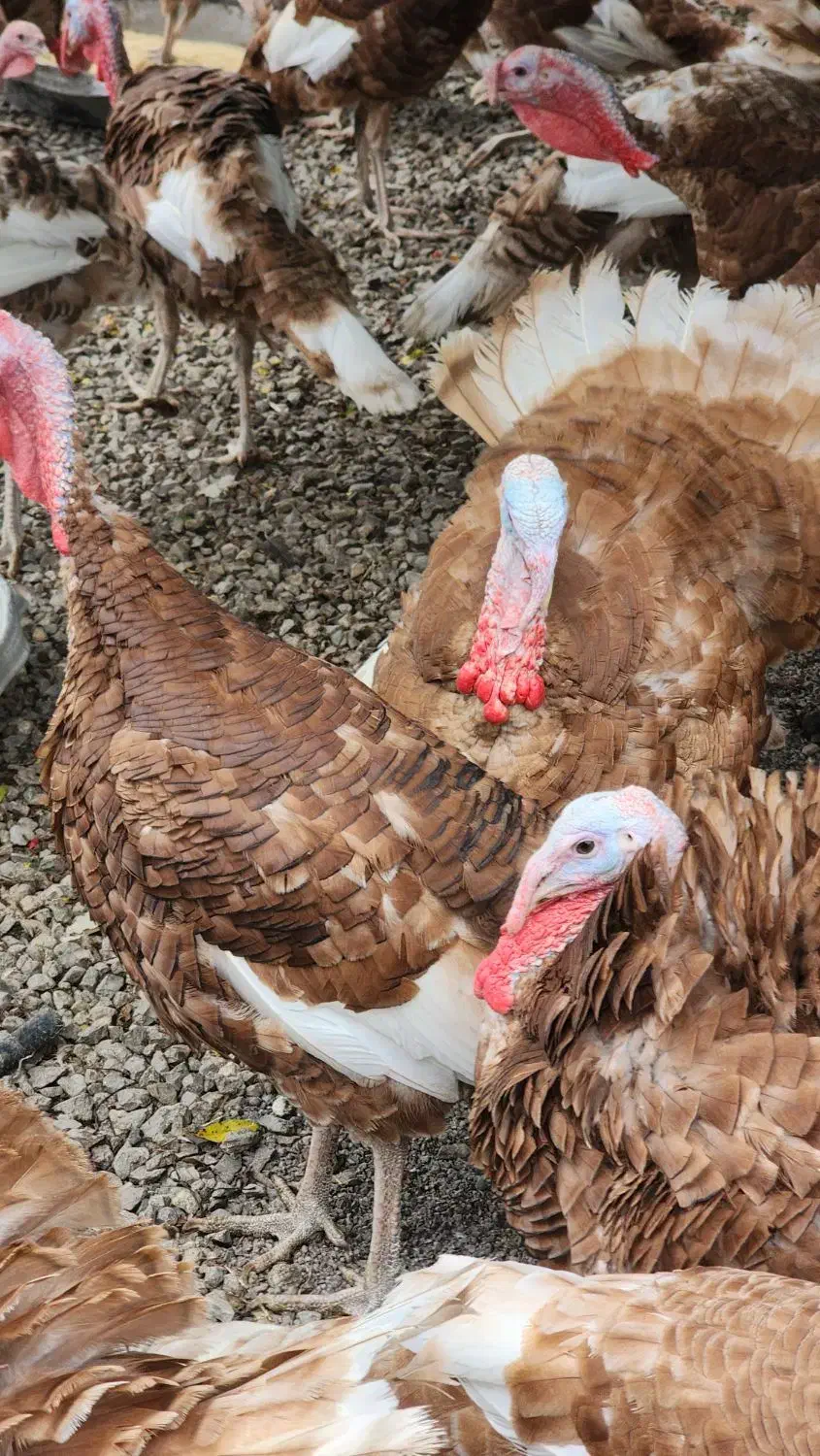 فروش جوجه بوربون|حیوانات مزرعه|بابل, |دیوار