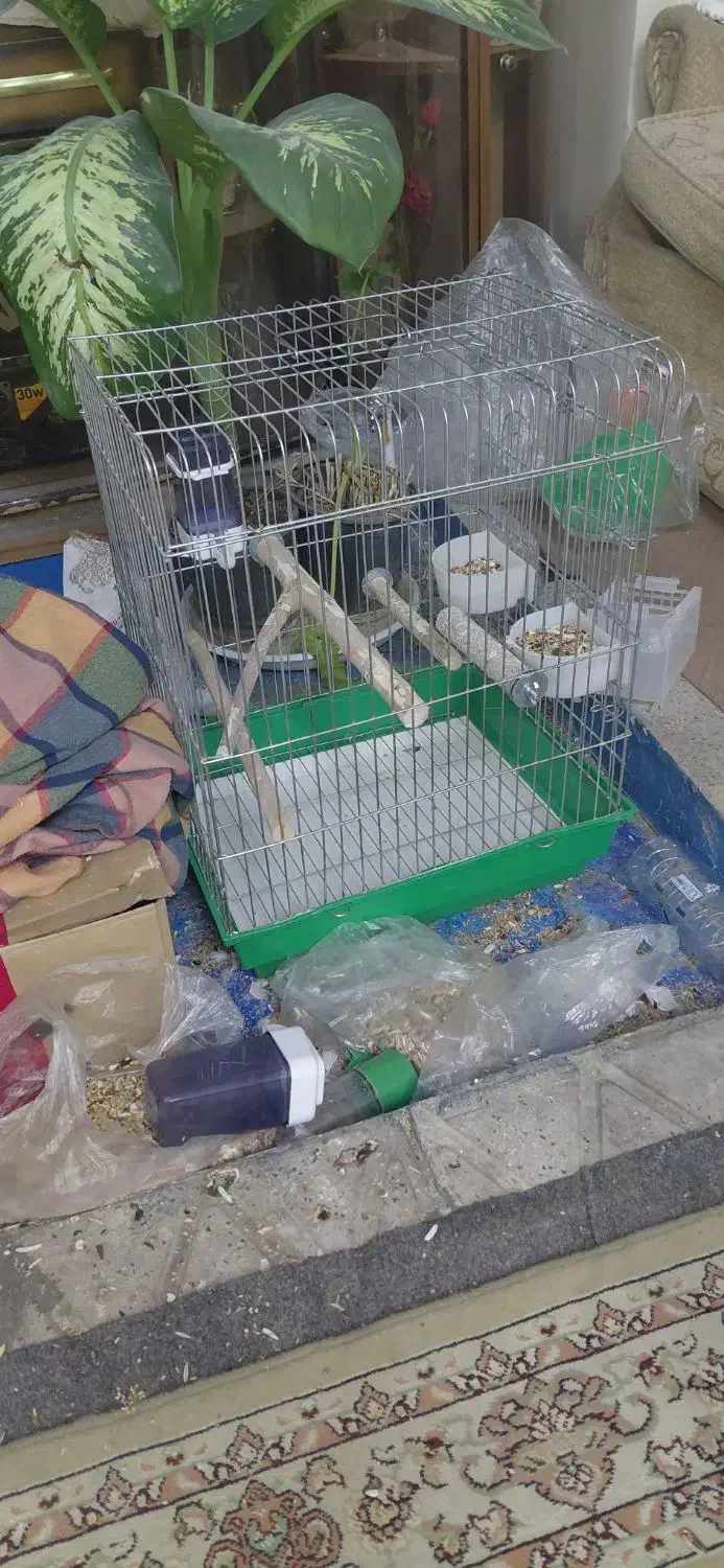 قفس طوطی عروس هلندی سایز کوچک و بزرگ شهرری دیلمان|لوازم جانبی حیوانات|ری, دیلمان|دیوار