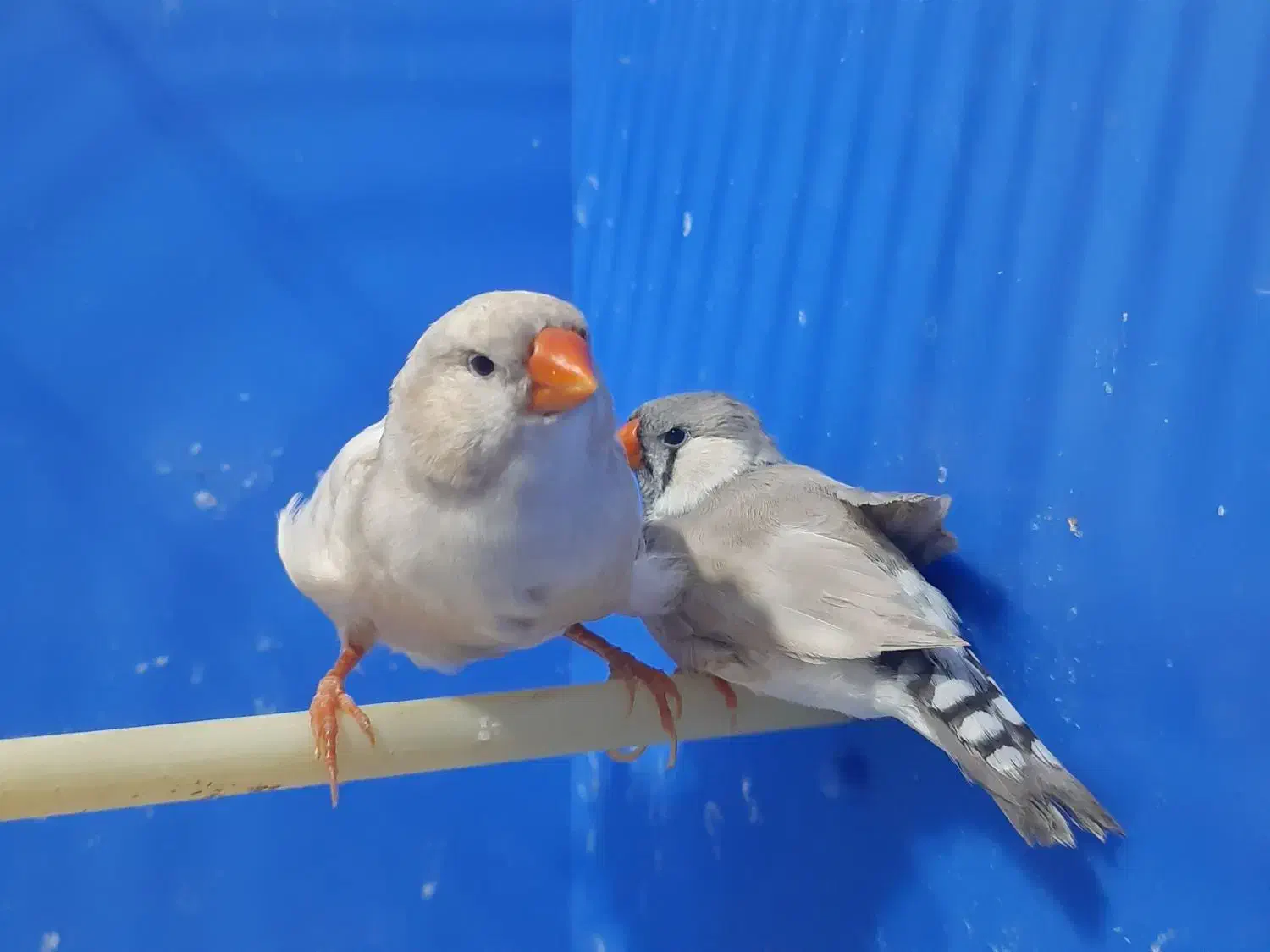 فنچ لپ سفید|پرنده|رشت, چله خانه|دیوار