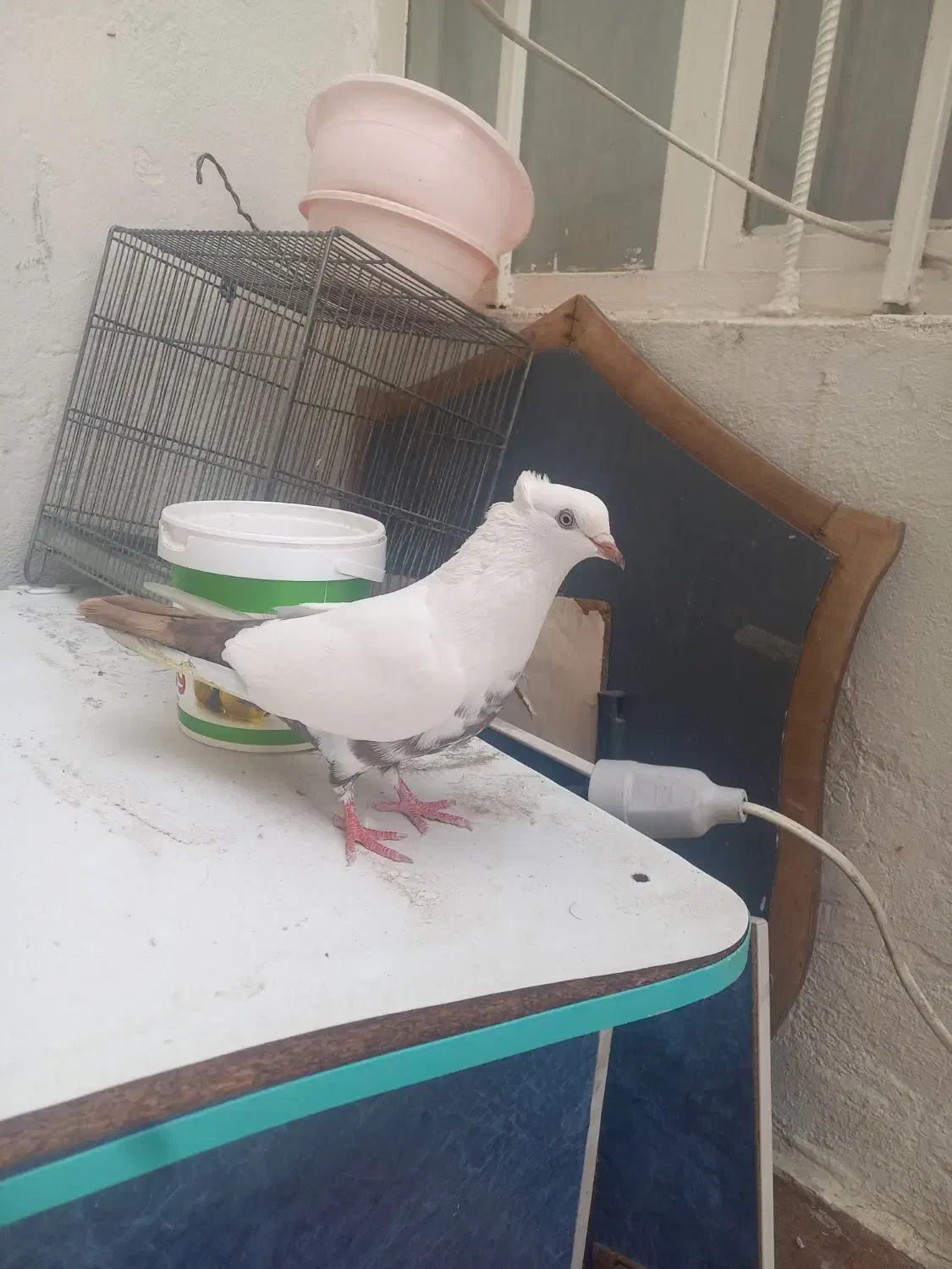 کبوتر دمبی|پرنده|شهریار, فرارت|دیوار