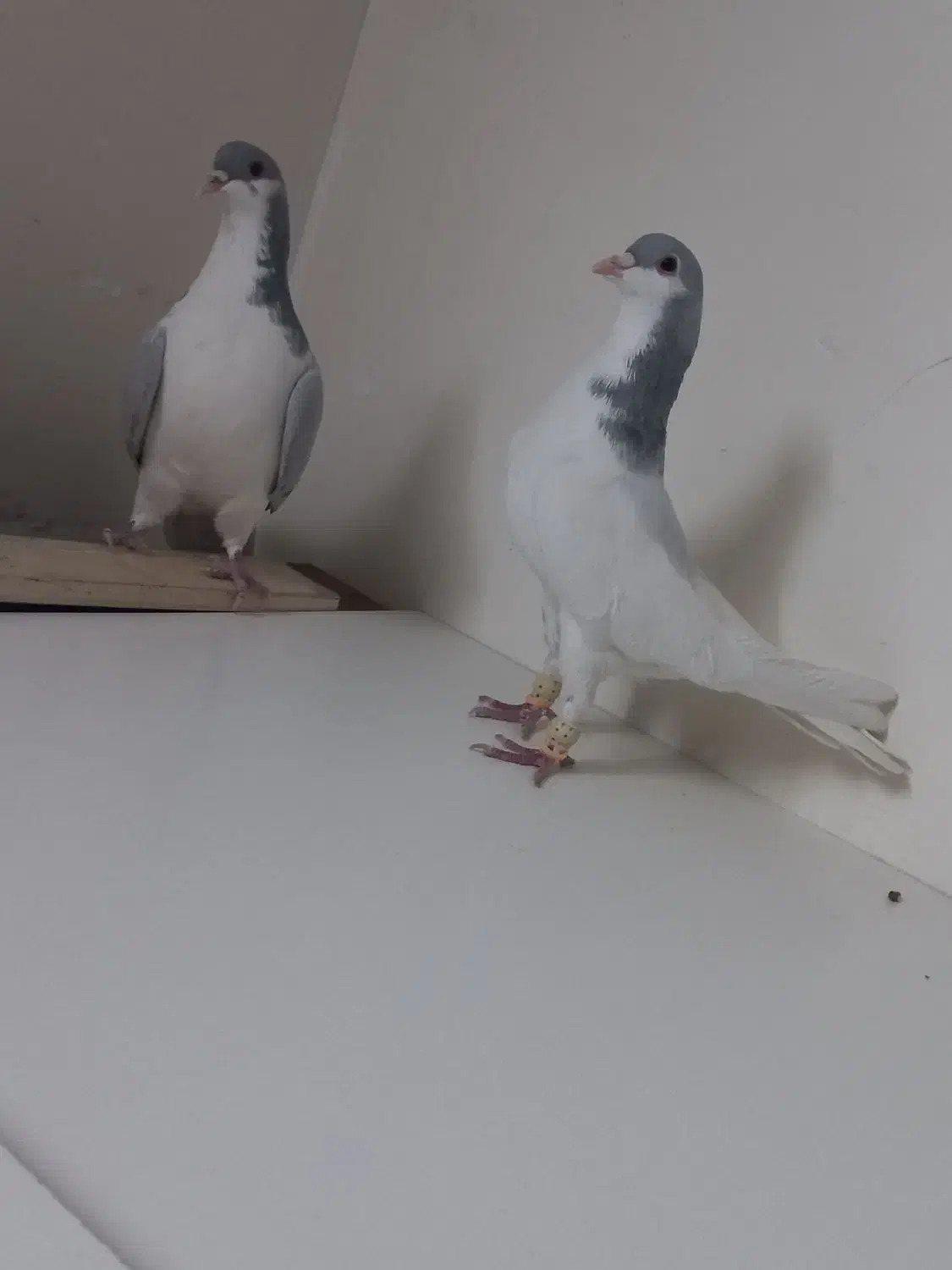 شصتی نر بدرنگ ماده|پرنده|اقبالیه, |دیوار