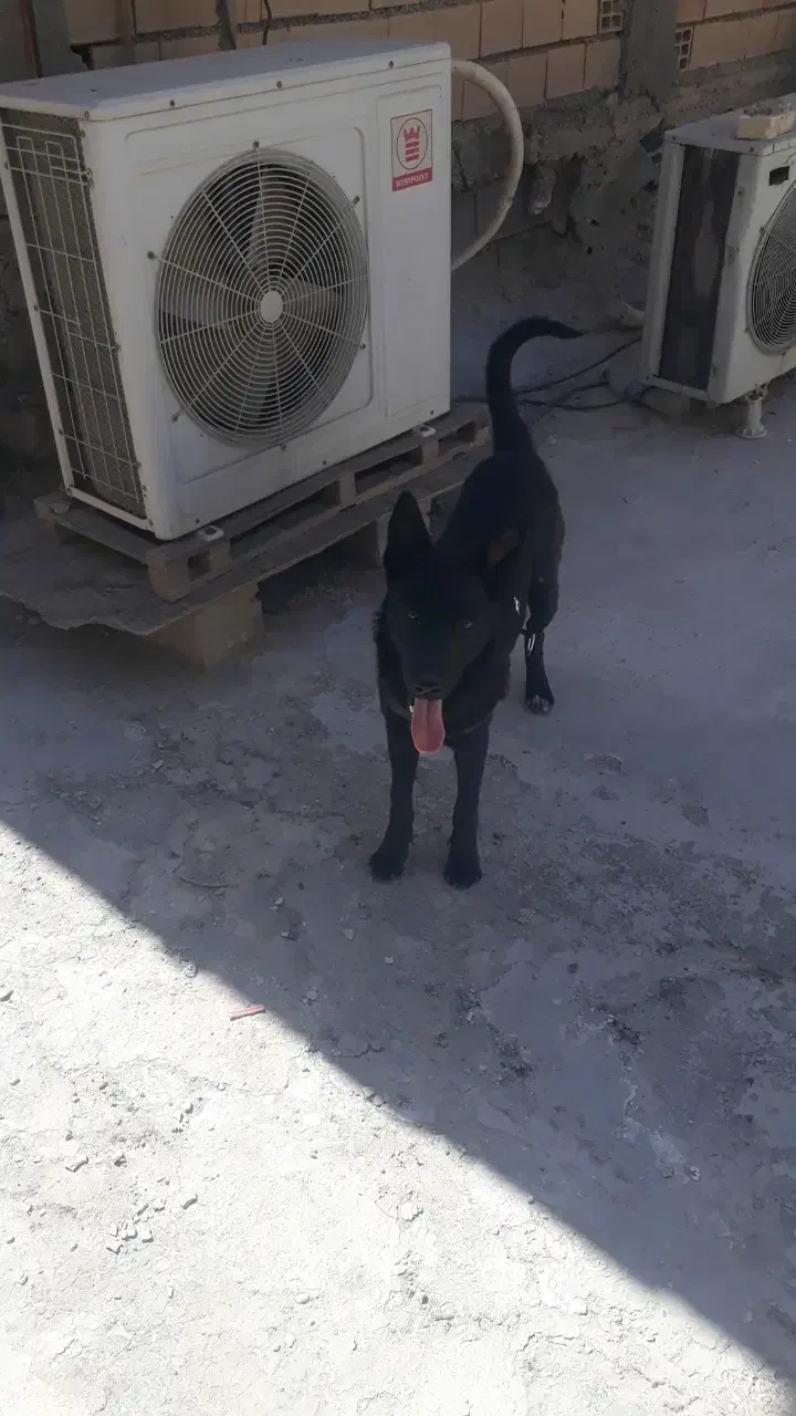 سگ نگهبانی ژرمن بلک کلاسیک|سگ|بندر ماهشهر, |دیوار