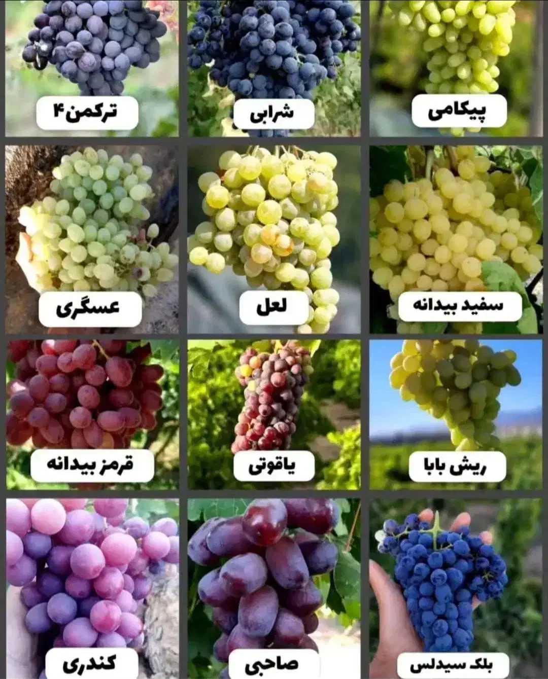 نهال انگور شامپاین|گل و گیاه طبیعی|ساری, |دیوار