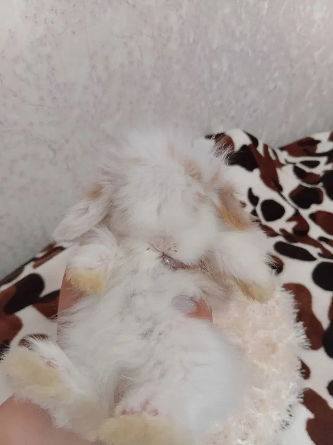 بچه خرگوش لوپ هلندی اصیل و خوکچه هندی فشن موبلند|موش و خرگوش|تهران, تهرانپارس شرقی|دیوار