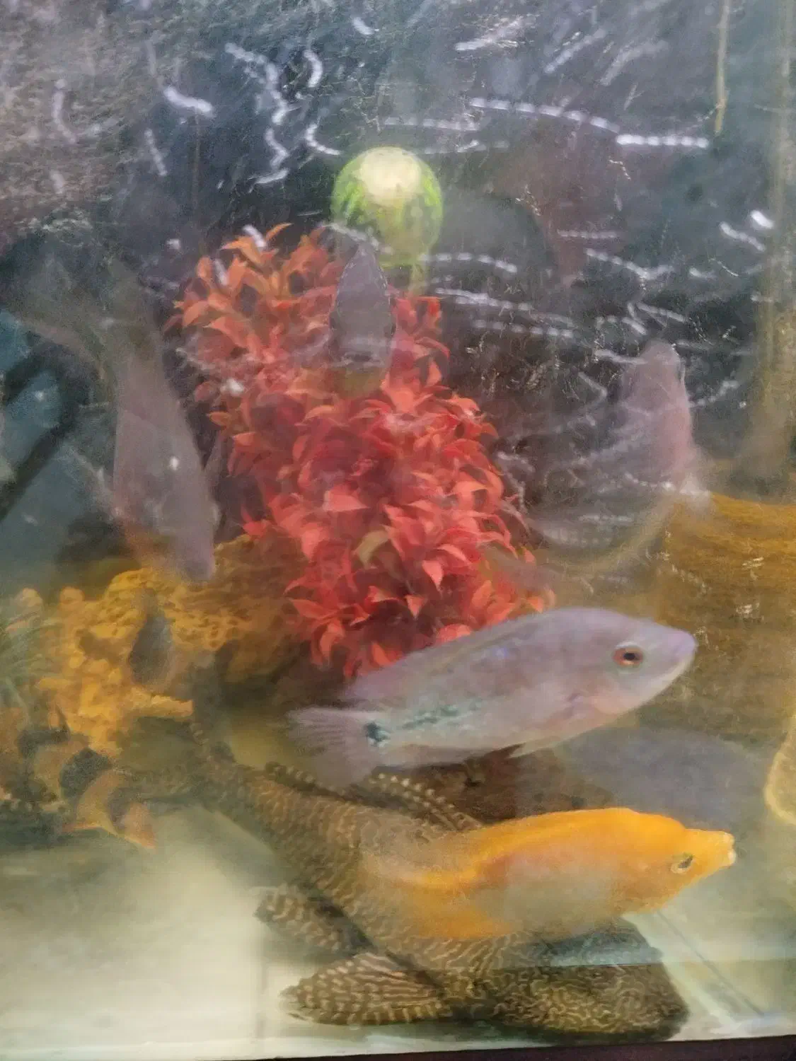 فلاور|ماهی|تهران, سجاد|دیوار