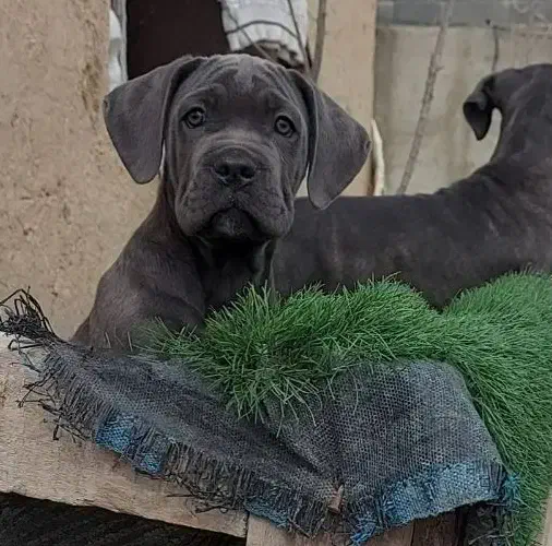 کنکورسو توله کن کورسو نرماده بلو مشکی و رنگ خاص|سگ|ماهدشت, |دیوار