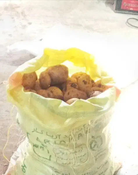 اکیپ هستیم برای دست کردن سیب زمینی|خدمات باغبانی و درختکاری|همدان, |دیوار