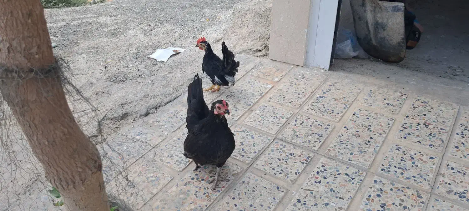 مرغ و خروس جاپنیز|حیوانات مزرعه|صباشهر, |دیوار