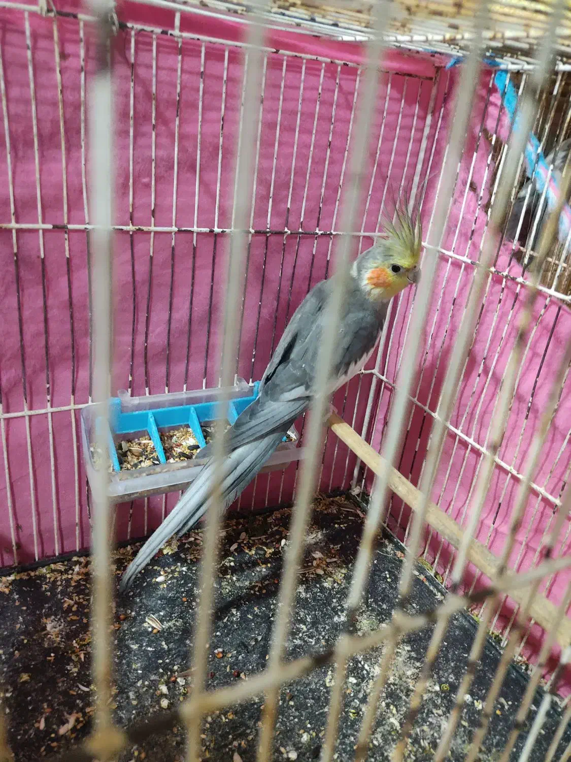 عروس هلندی نر|پرنده|بندر ماهشهر, |دیوار