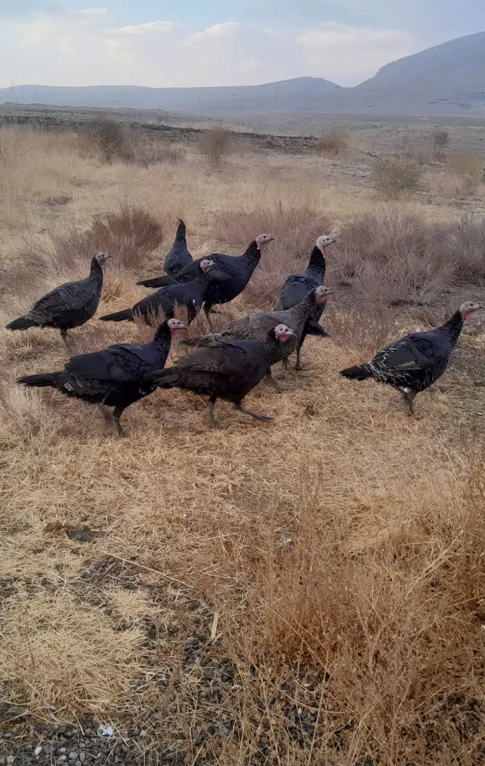 بوقلمو|حیوانات مزرعه|ماکو, |دیوار