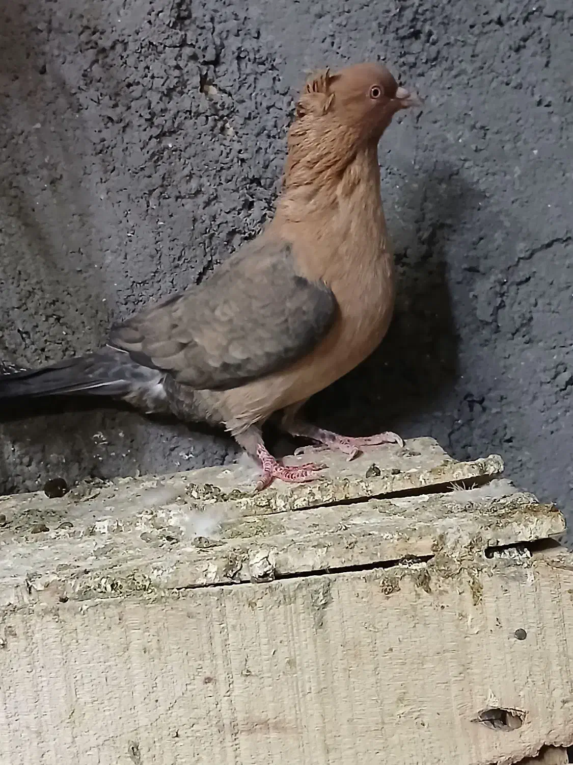 ماده افغان|پرنده|اندیمشک, |دیوار