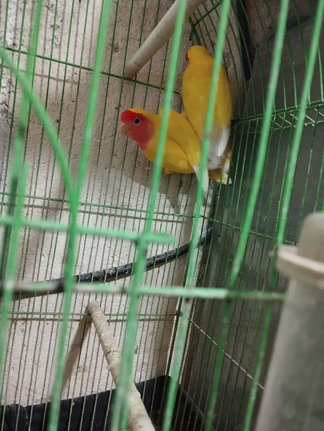 طوطی برزیلی|پرنده|اهواز, کوروش|دیوار